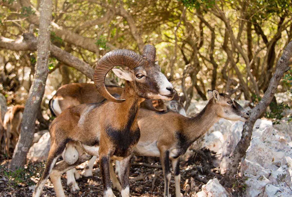 Close-up of rare Kri-Kri goats standing among the trees on Sapienza Island