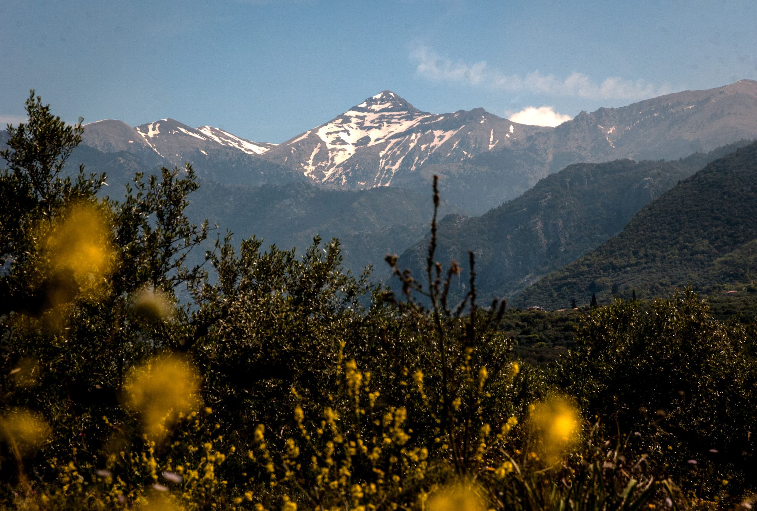 Snow-capped peak of Taygetos mountain seen past green scrub and yellow wildflowers