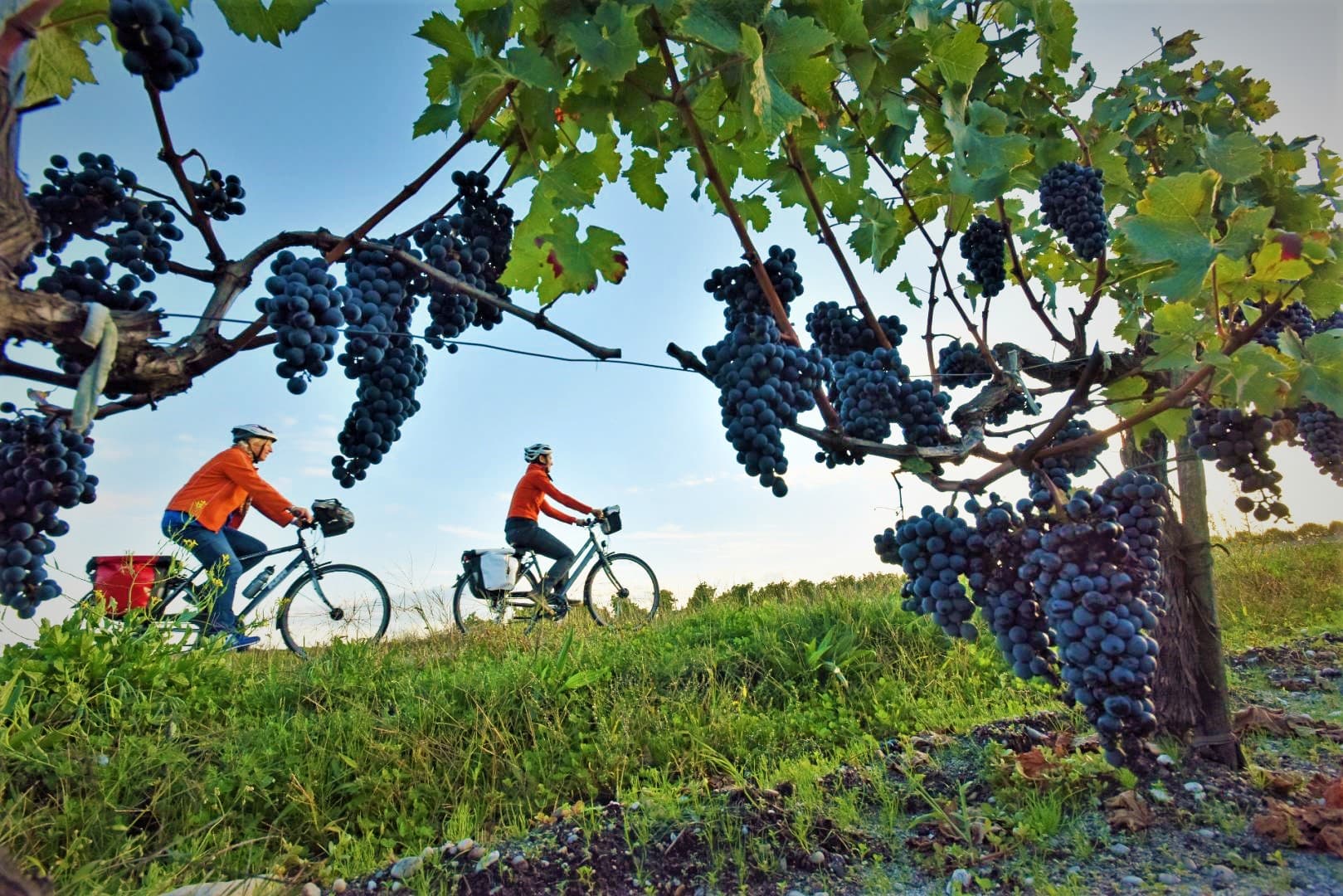 Two cyclists e-biking through a Peloponnese vineyard heavy with ripe grapes