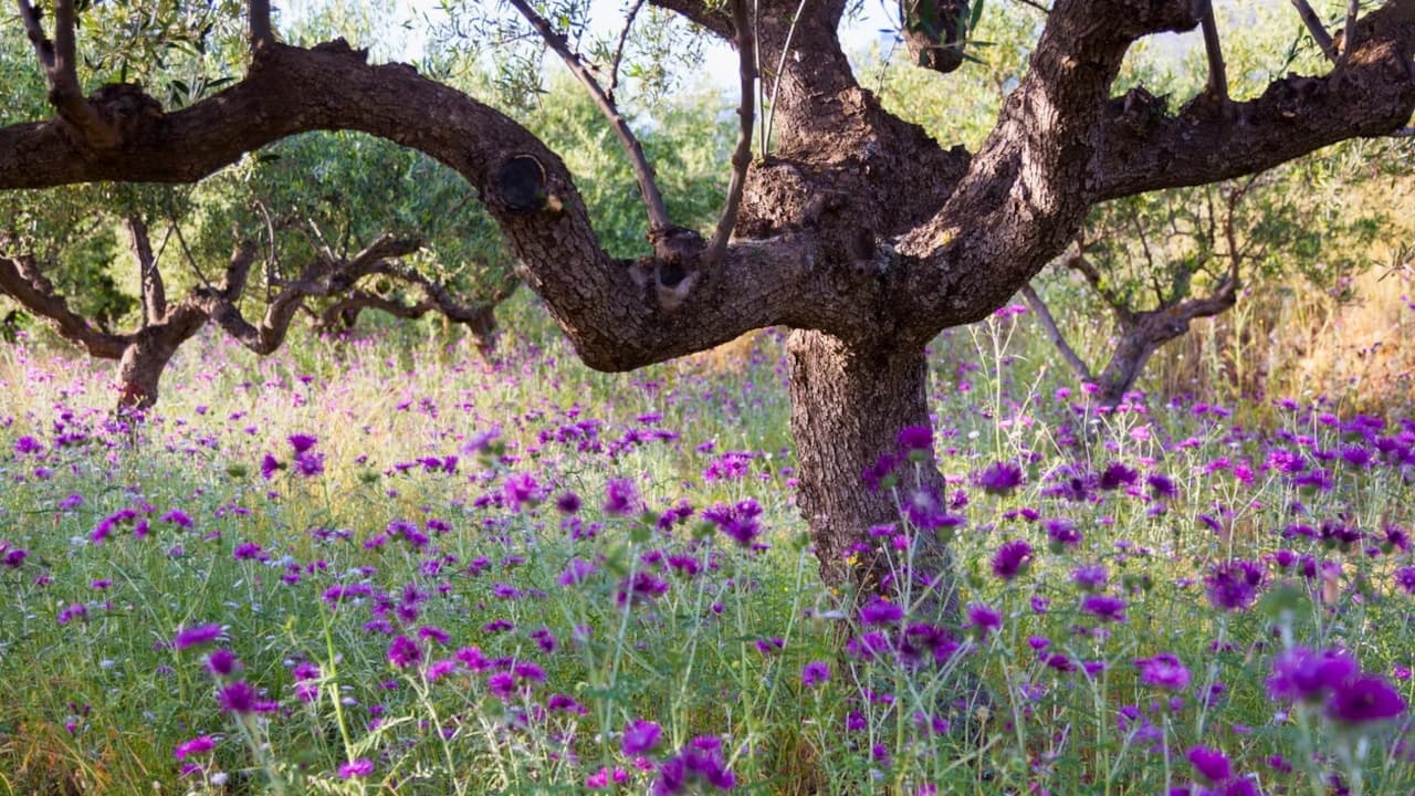 gnarled olive trees and wild purple flowers