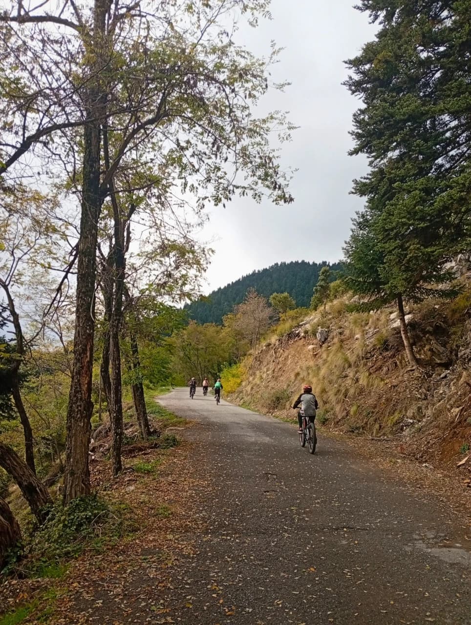 menalon forest ebike tour flow
