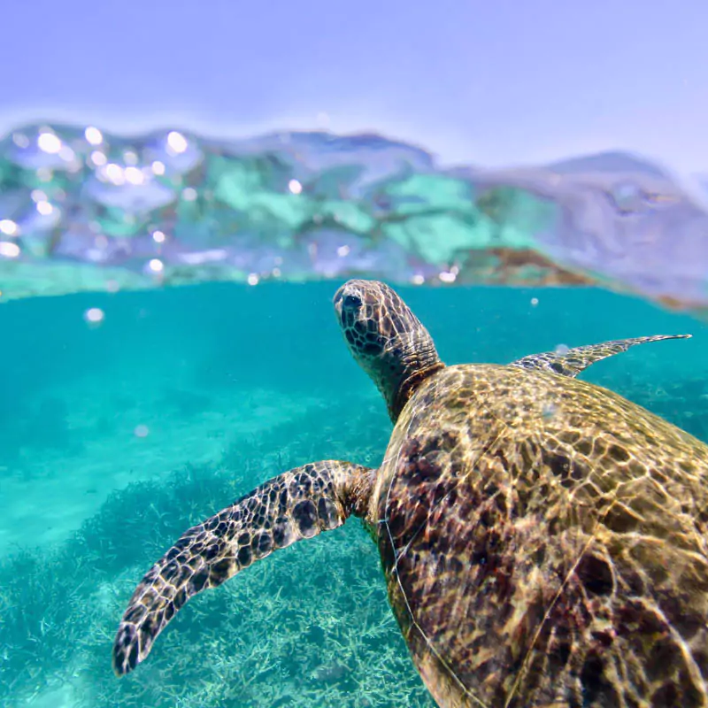 Explore Messinia-A caretta caretta sea turtle swiming in the messinian gulf.