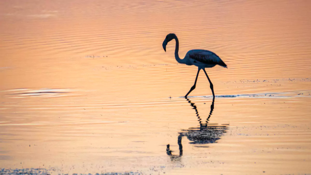 Explore Messinia- Flamingo in Gialova lagoon during sunset