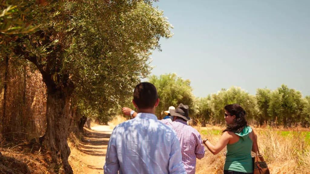 Explore Messinia-Walking and talking through the olive trees in the middle of an olive oil tasting tour