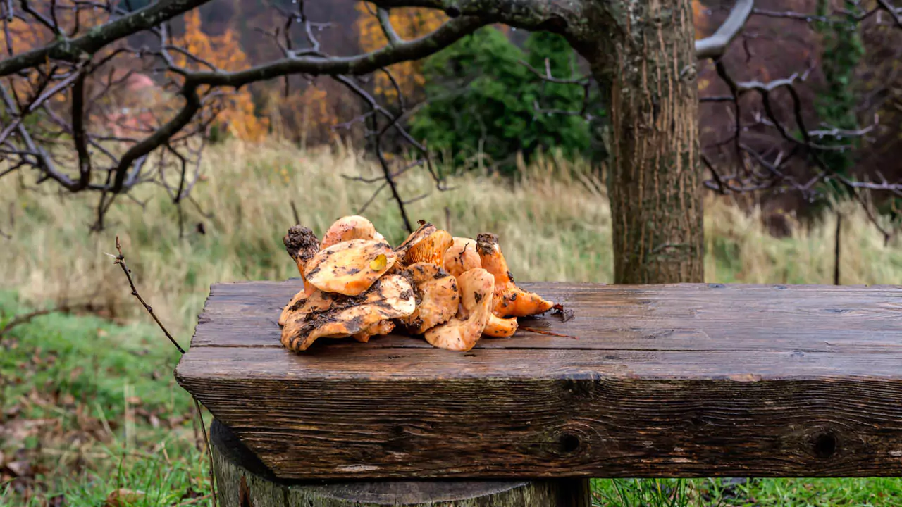 Explore Messinia-Mushrooms on a table after a mushroom hunting at Mainalo mountain Explore Messinia-Mushrooms on a table after a mushroom hunting at Mainalo mountain