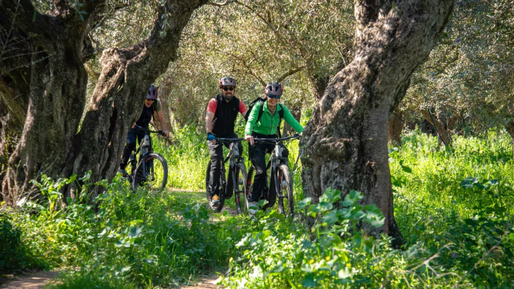 explore messinia three cyclists pedaling through olive groves 88750 67c07869a672c