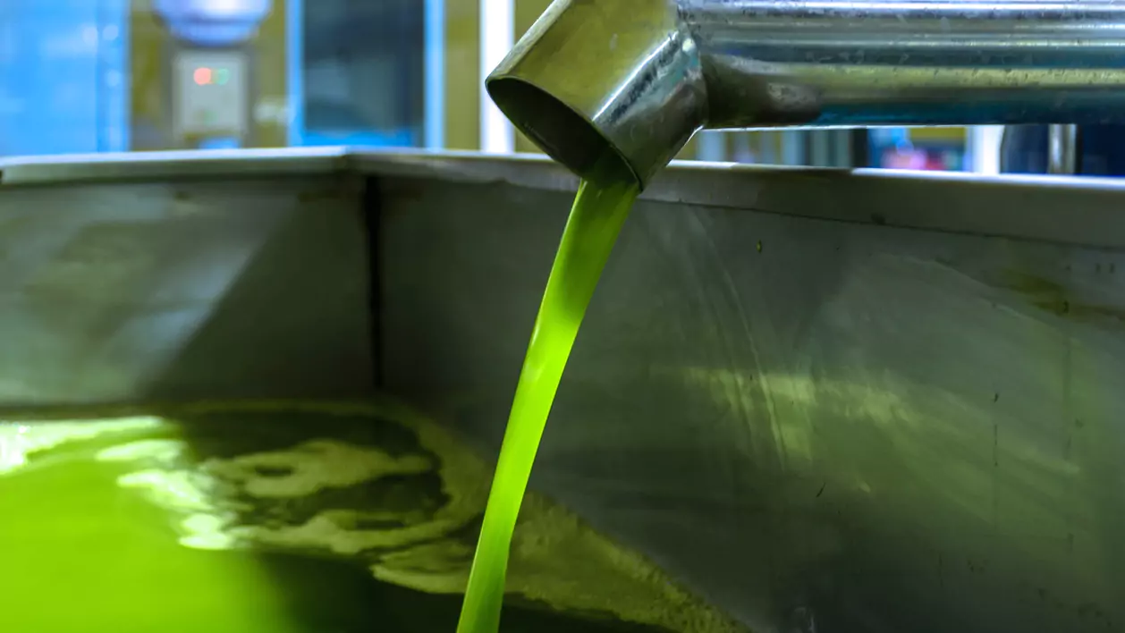 Bright green olive oil flows from a metal pipe into a stainless steel container, capturing the essence of Messinia’s harvest.