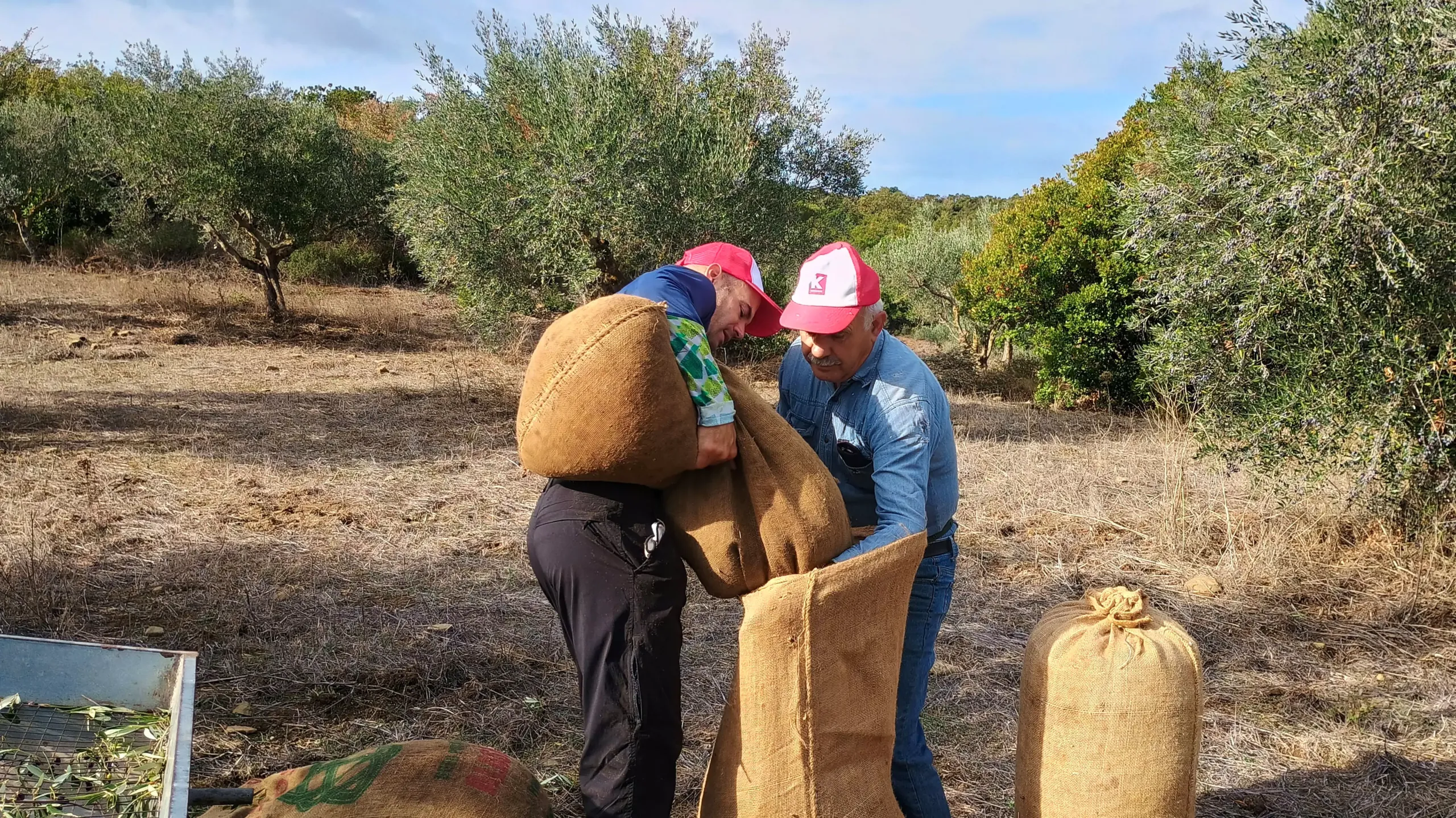 A father and son work together in a Messinian olive grove, filling burlap sacks with freshly harvested Kalamata olives.