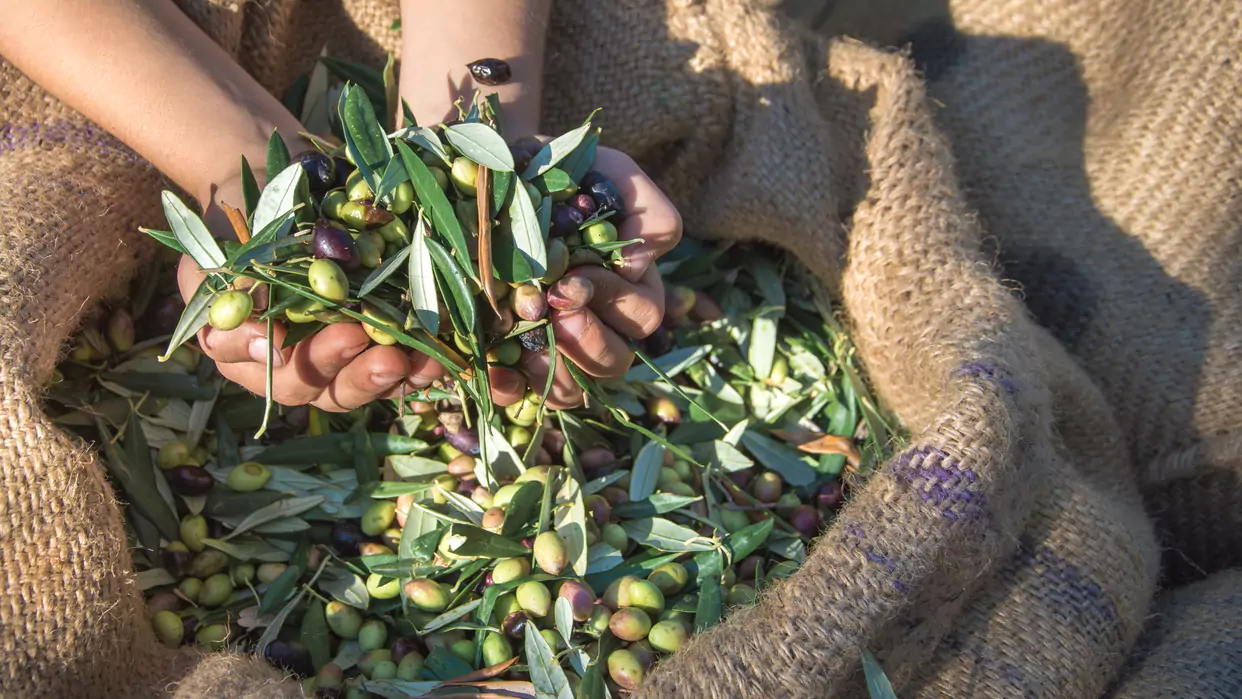 Cupped hands hold a mix of green and purple Kalamata olives with leaves, symbolizing the care of traditional olive harvesting.