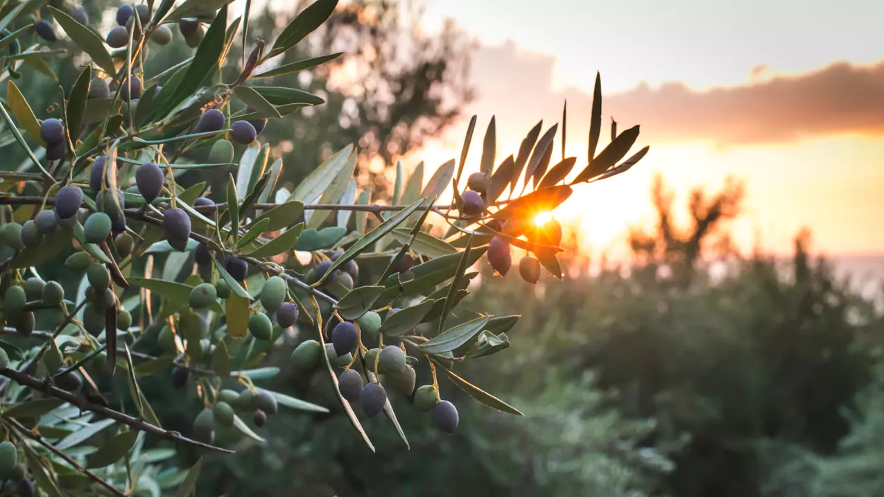 A sunlit olive branch heavy with ripening Kalamata olives glows against a golden Messinian sunset, evoking timeless beauty.