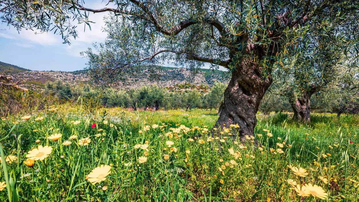A serene olive grove in Messinia, with a prominent ancient olive tree surrounded by vibrant yellow flowers and lush green grass.