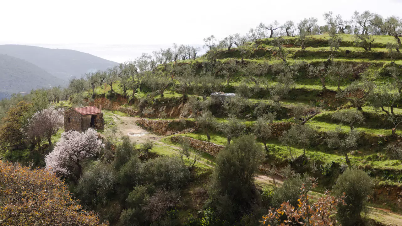 Terraced olive groves in Mani Greece with a small stone building and spring blossoms under rolling hills.